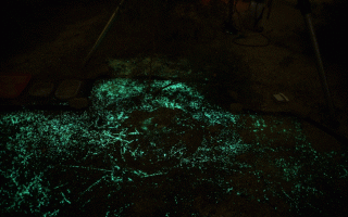 How Glowing Bacteria in the Dirt May One Day Save Lives