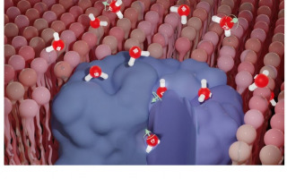 New study uncover nuclear spin's impact on biological processes