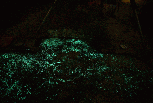 How Glowing Bacteria in the Dirt May One Day Save Lives