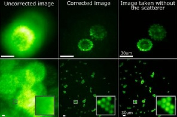 Megapixel fluorescence microscopy through scattering layers made simple