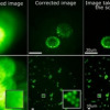 Megapixel fluorescence microscopy through scattering layers made simple